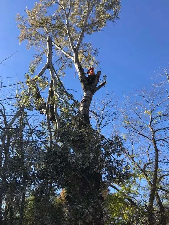Jakab Fakivágás – 2. fotó