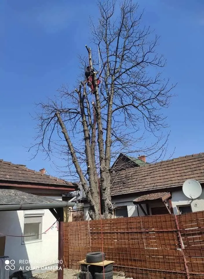 Jakab Fakivágás – 3. fotó