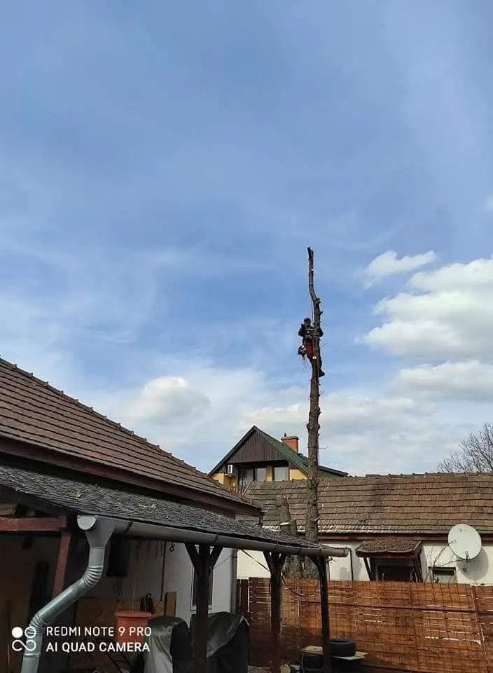 Jakab Fakivágás – 6. fotó