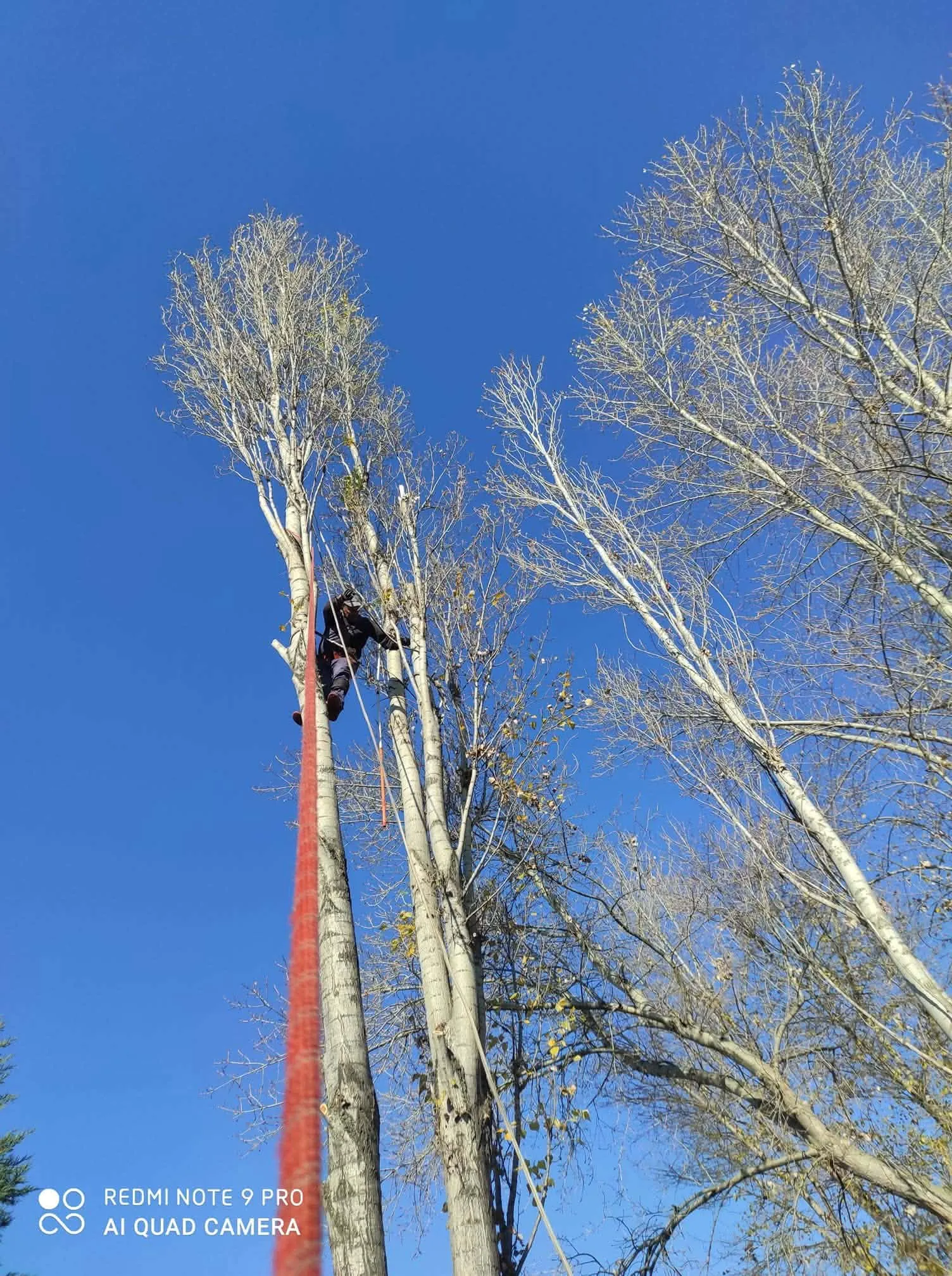 Jakab Fakivágás – 7. fotó