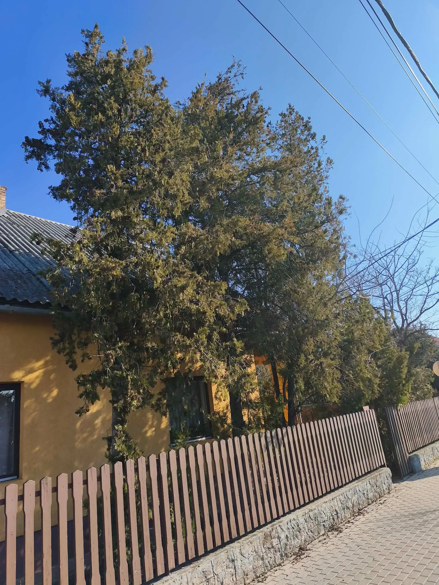 Jakab Fakivágás – 8. fotó