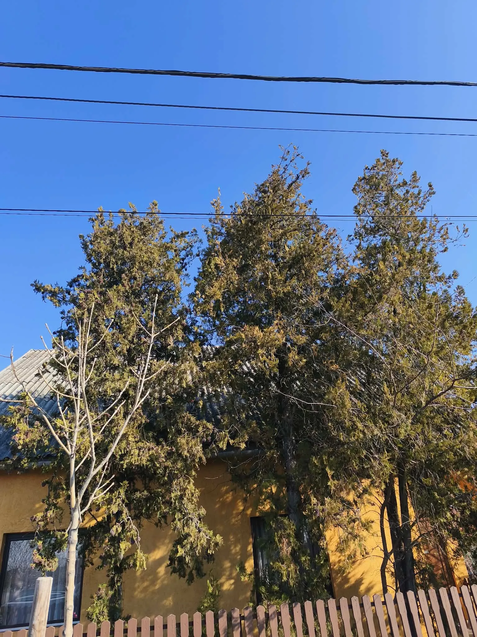 Jakab Fakivágás – 9. fotó