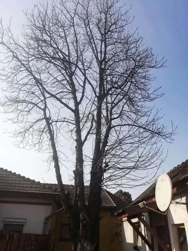 Jakab Fakivágás – 11. fotó